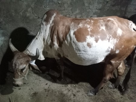 થંબનેલ 2