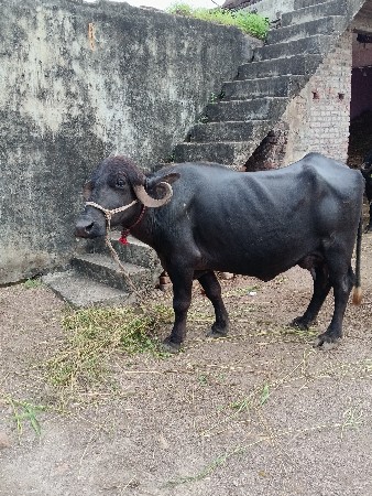 ભેંસ વેચવાની છે