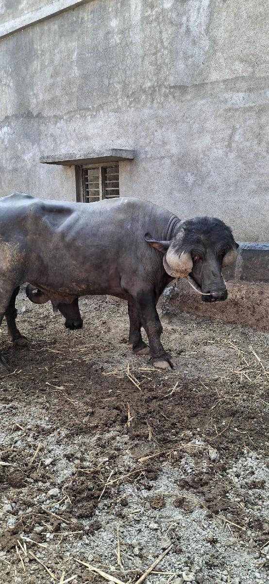 થંબનેલ 2