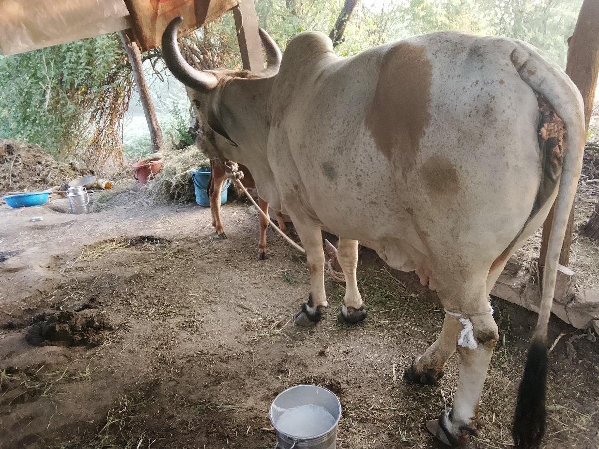 थंबनेल 3