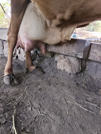 थंबनेल 5