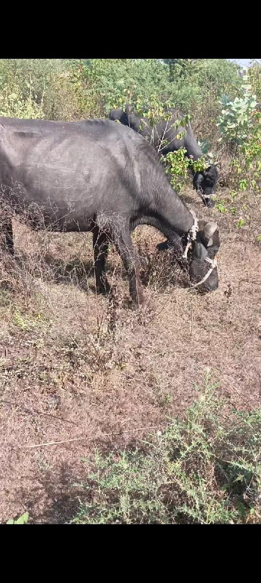 6
દાંતે છે એકવેતર વીયાલી છે