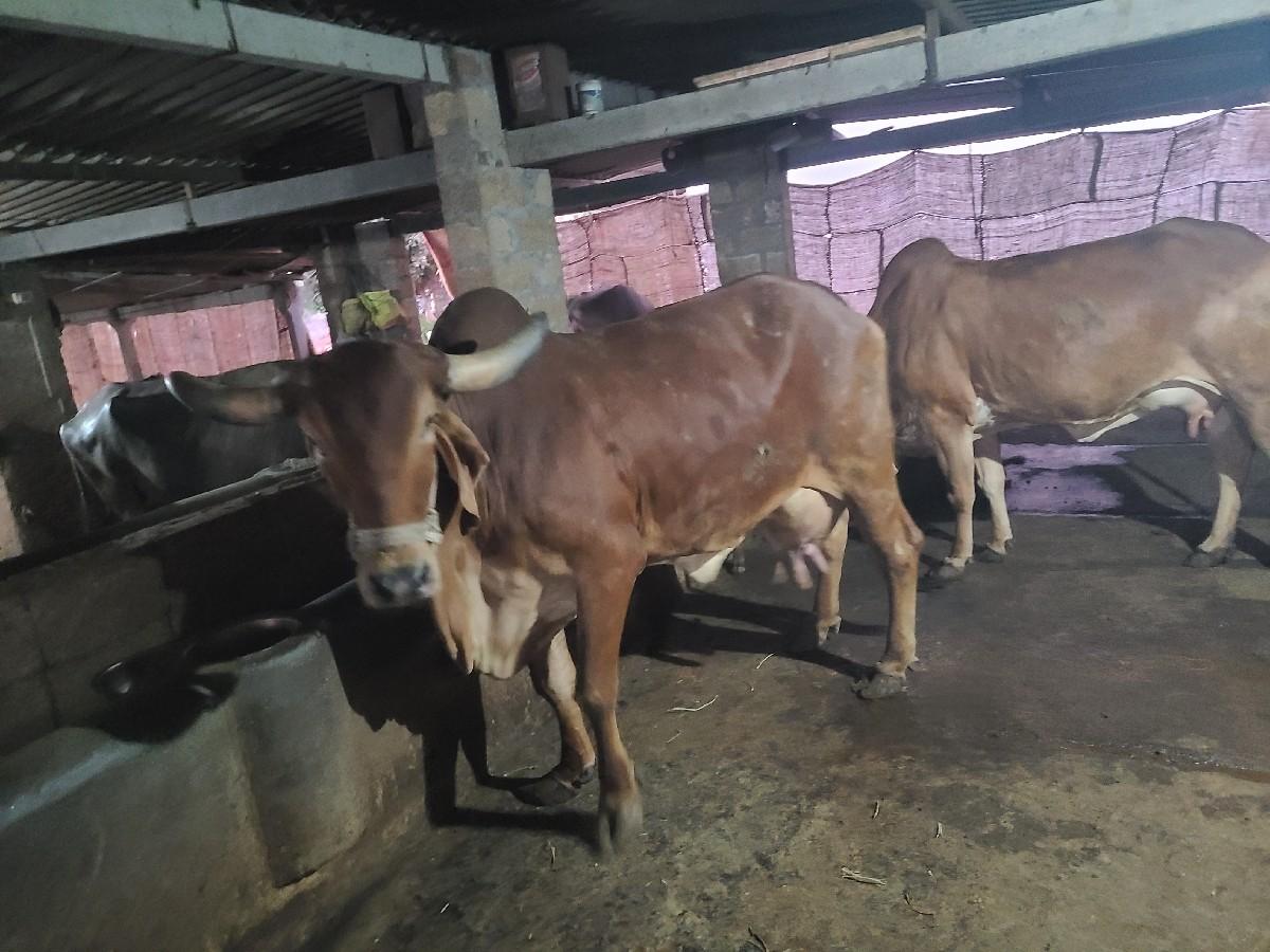 ગીર ગાય વેચવાની છે