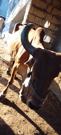 ગાય વેચવાની છે