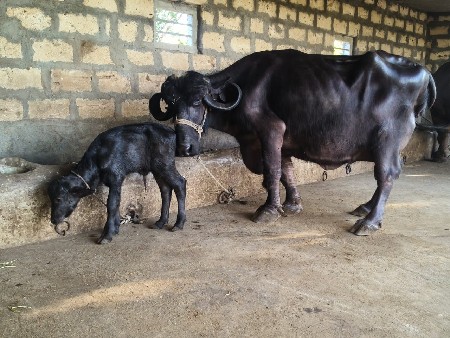 ભેંસ વેચવાની છે