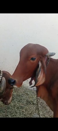 ઓળકી વેચવાની છે