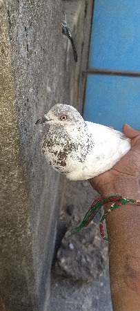 સાટા કરવાના છે