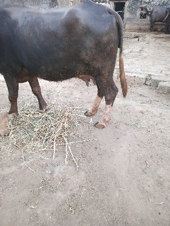 પેલવેતરીવેસવાનીછે