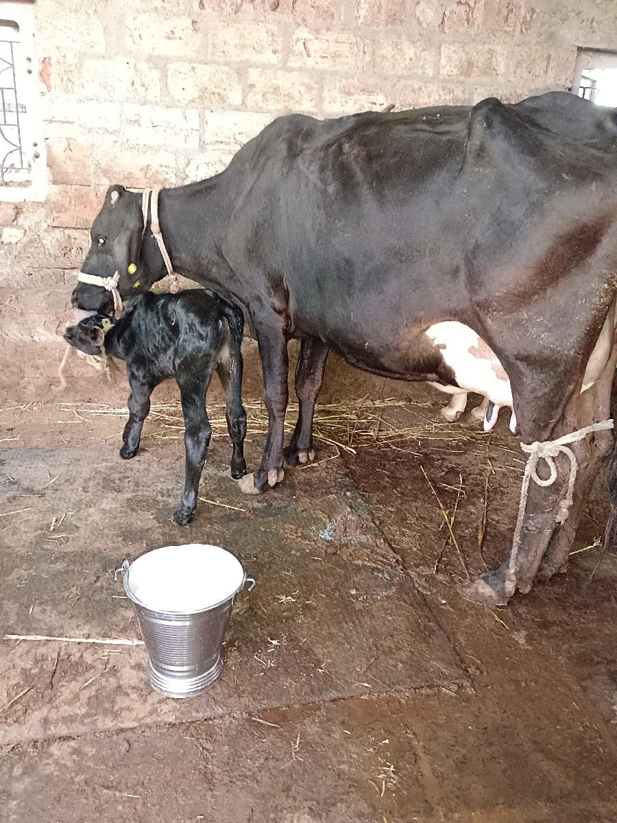 HF ગિર ક્રોસ