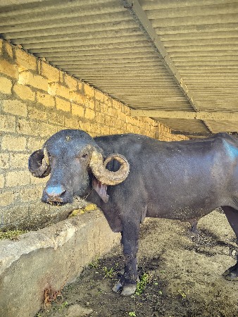 પાડો વેચવાનો છે