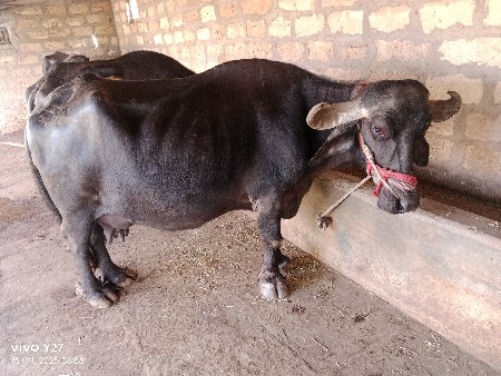 ભેંશ વેચવાની છે