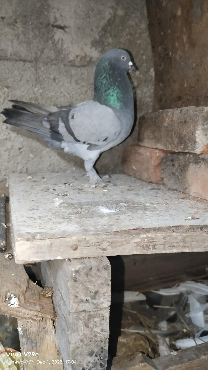 थंबनेल 2