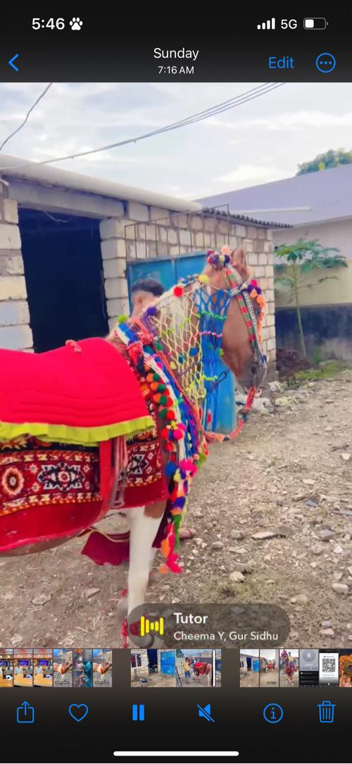 લાલ બાવરી વેચવાની છે