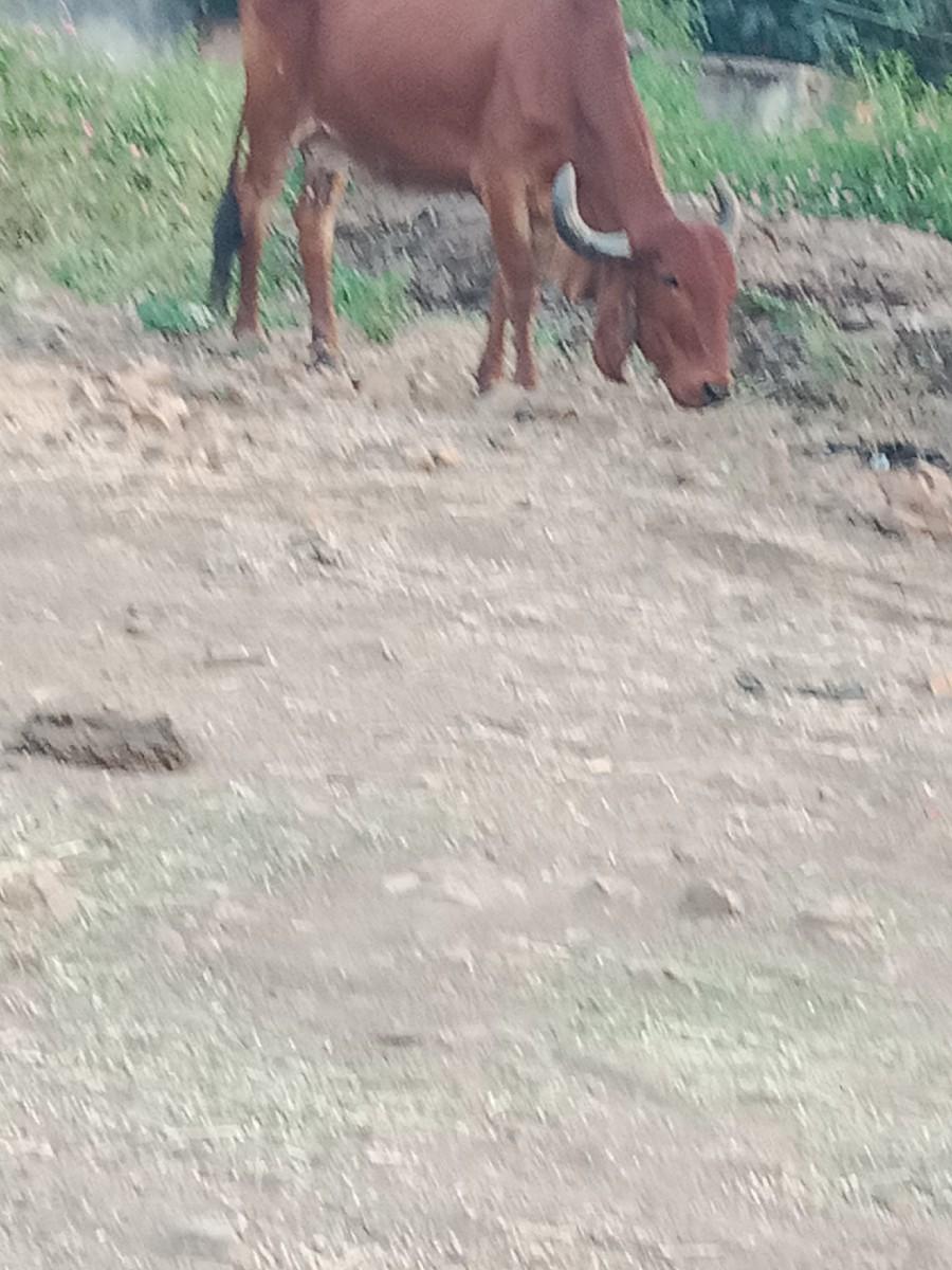 थंबनेल 3