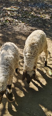 થંબનેલ 2