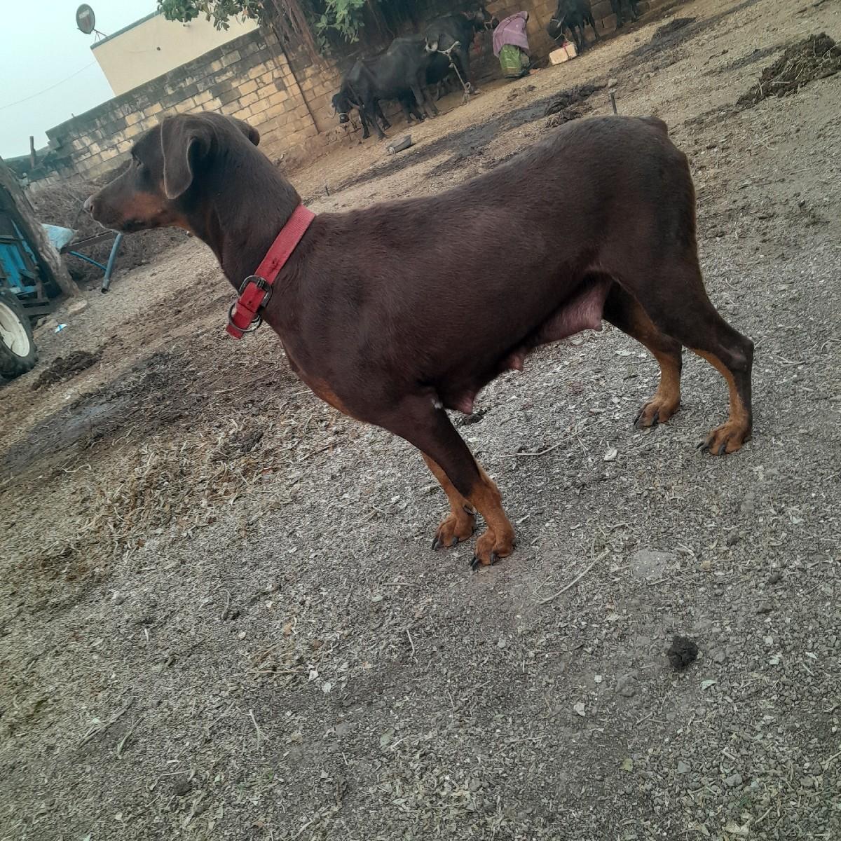 थंबनेल 3