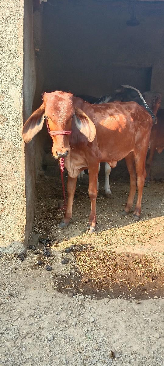 थंबनेल 2