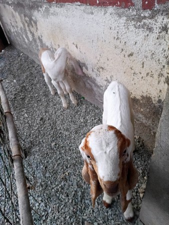 થંબનેલ 3