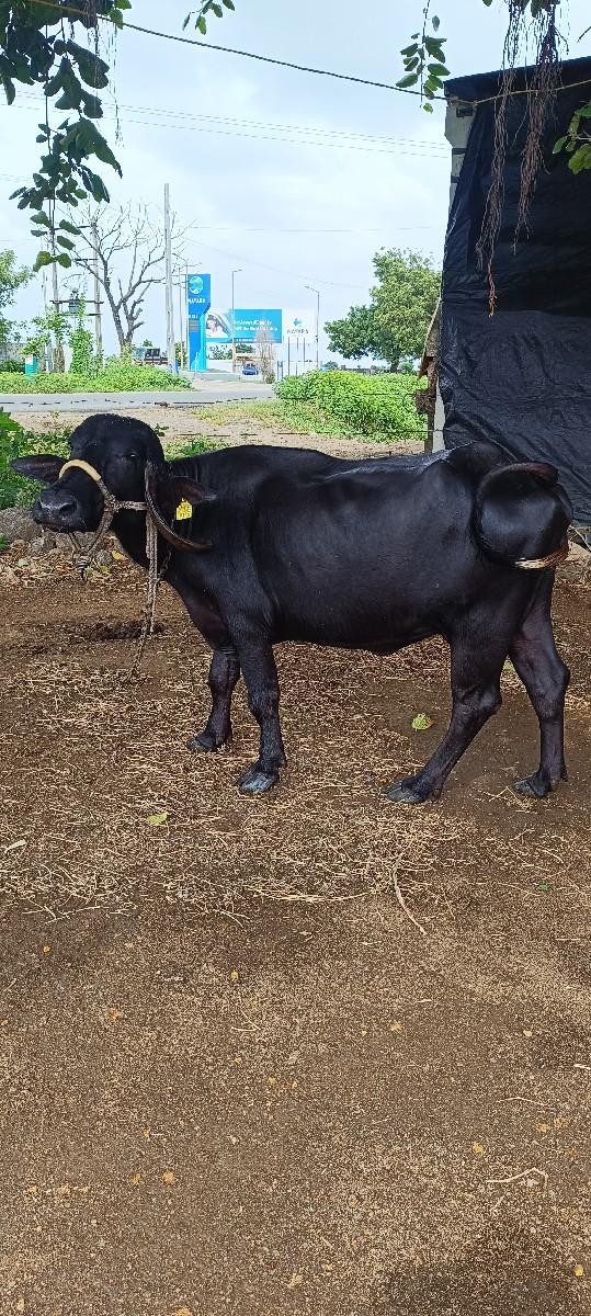 थंबनेल 2