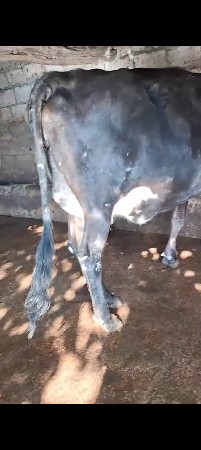 ગાય વેચવાની છે