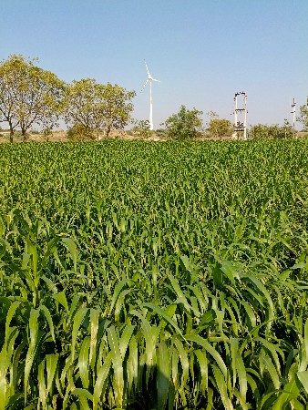 lili juvar vechvani chhe