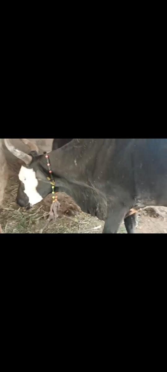 થંબનેલ 2