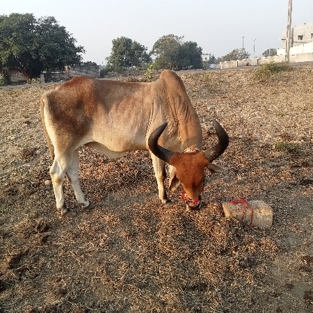 થંબનેલ 2