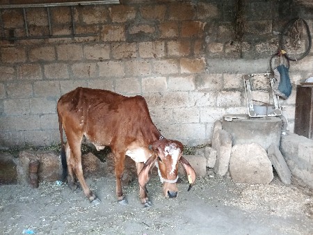 થંબનેલ 3