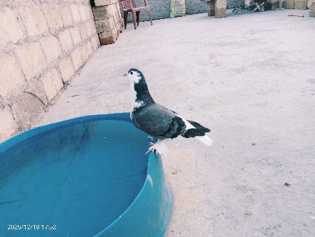 ચીરાજી કબુતર છે