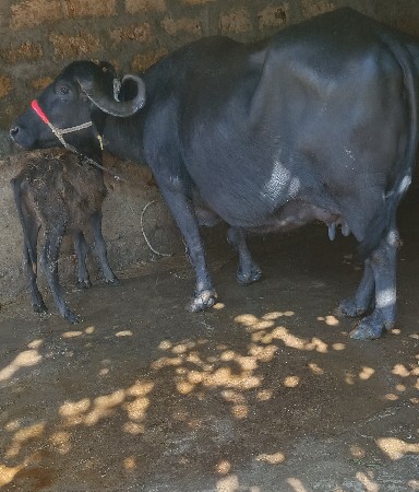 ખડૅલી વૅચવાની છૅ.