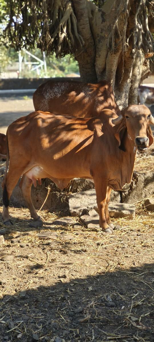 ગાય વેચવાની છે.