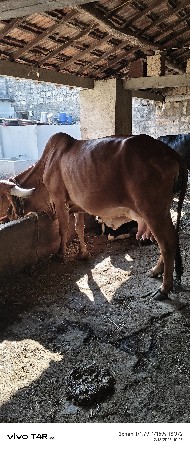 થંબનેલ 2