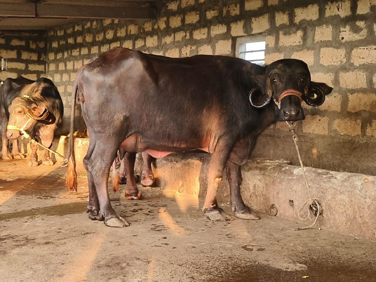 थंबनेल 6