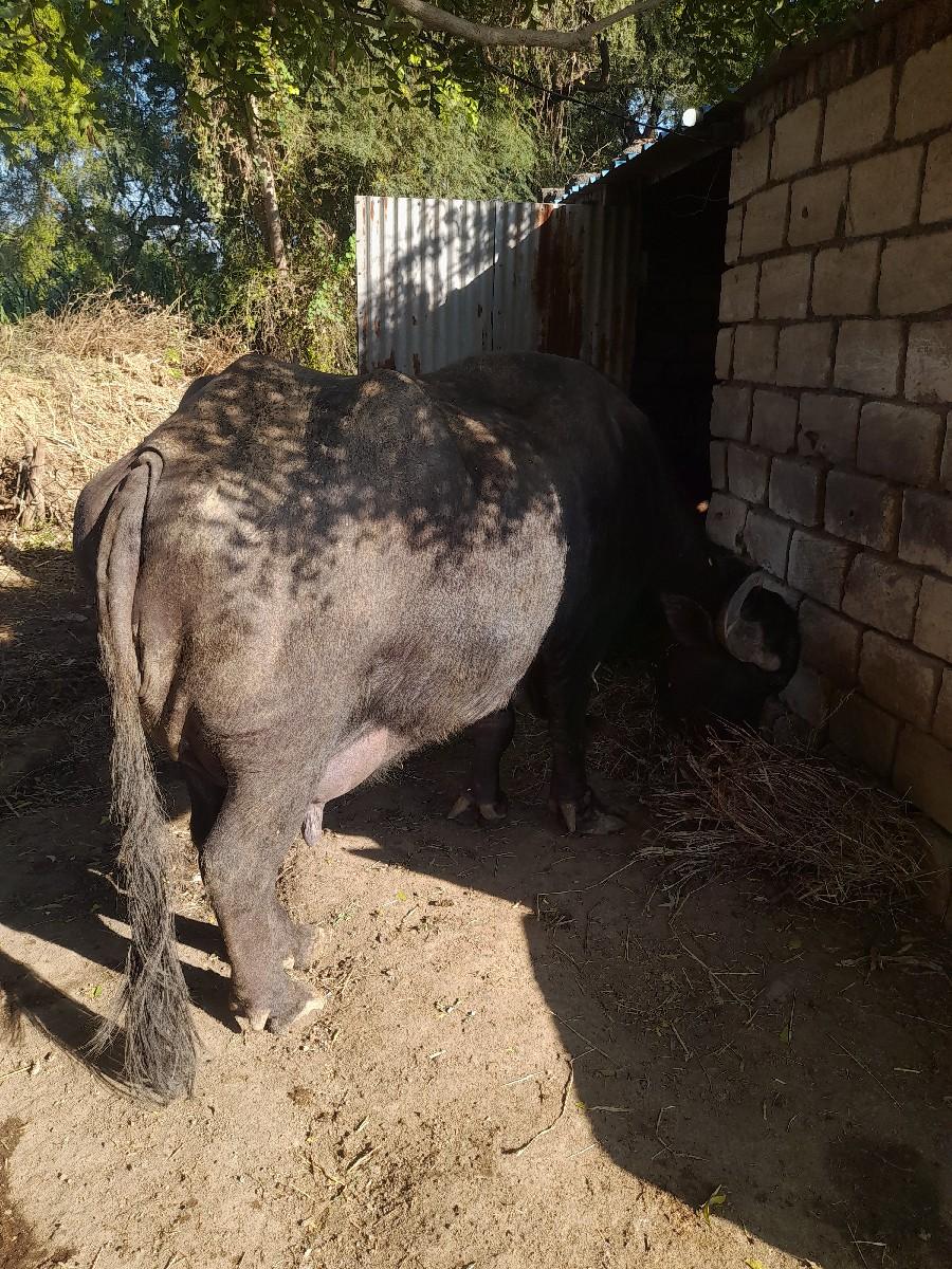 थंबनेल 2