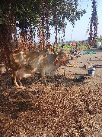 વેચવાની છે