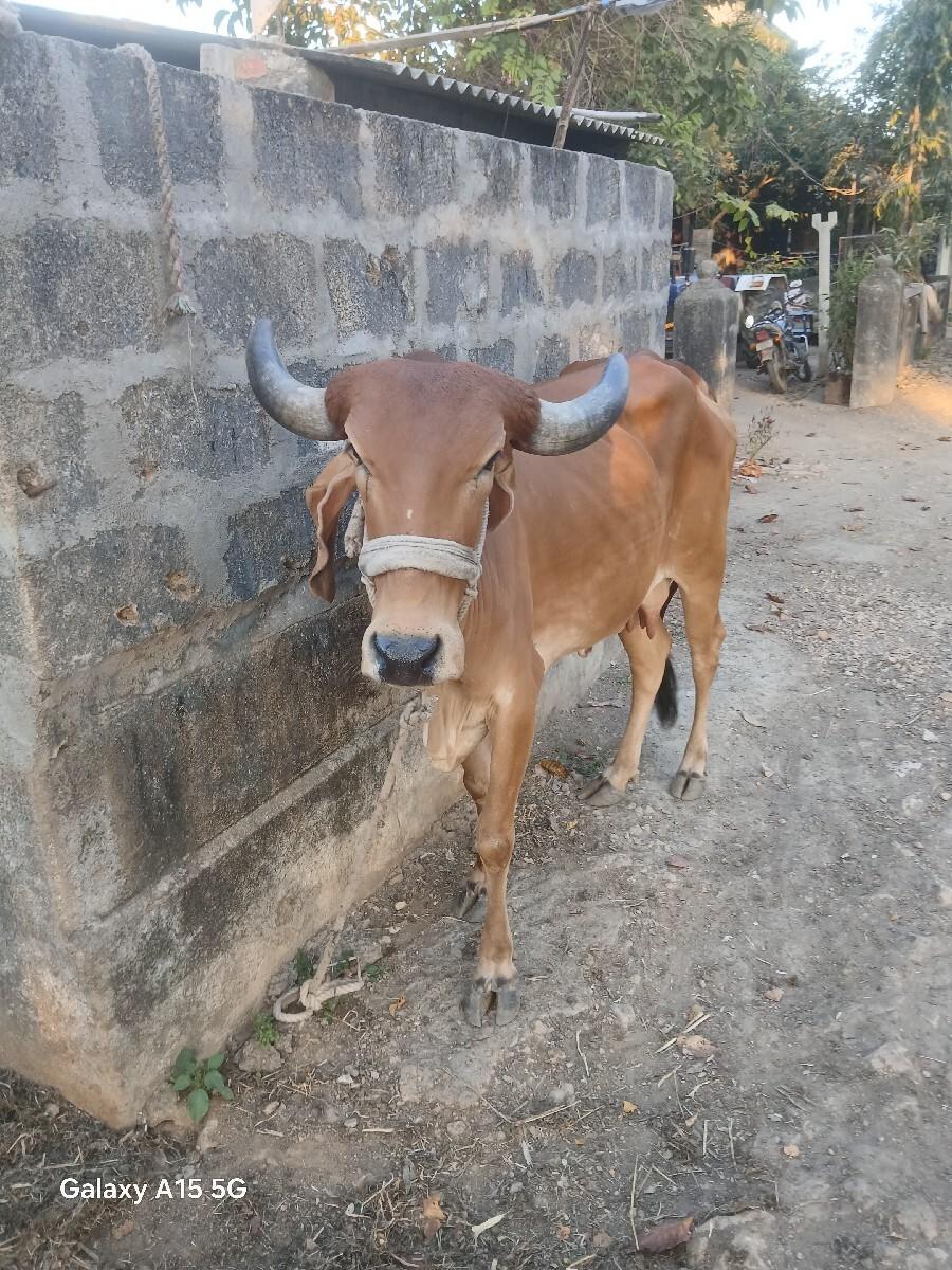 થંબનેલ 3