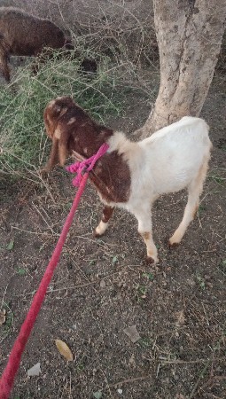 આ બકરો વેચવાનો છે