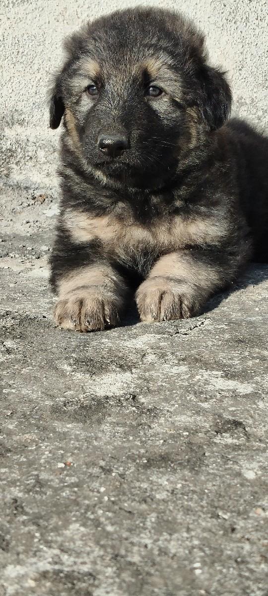 ગલુડિયું જાર્મ્ન્સફર