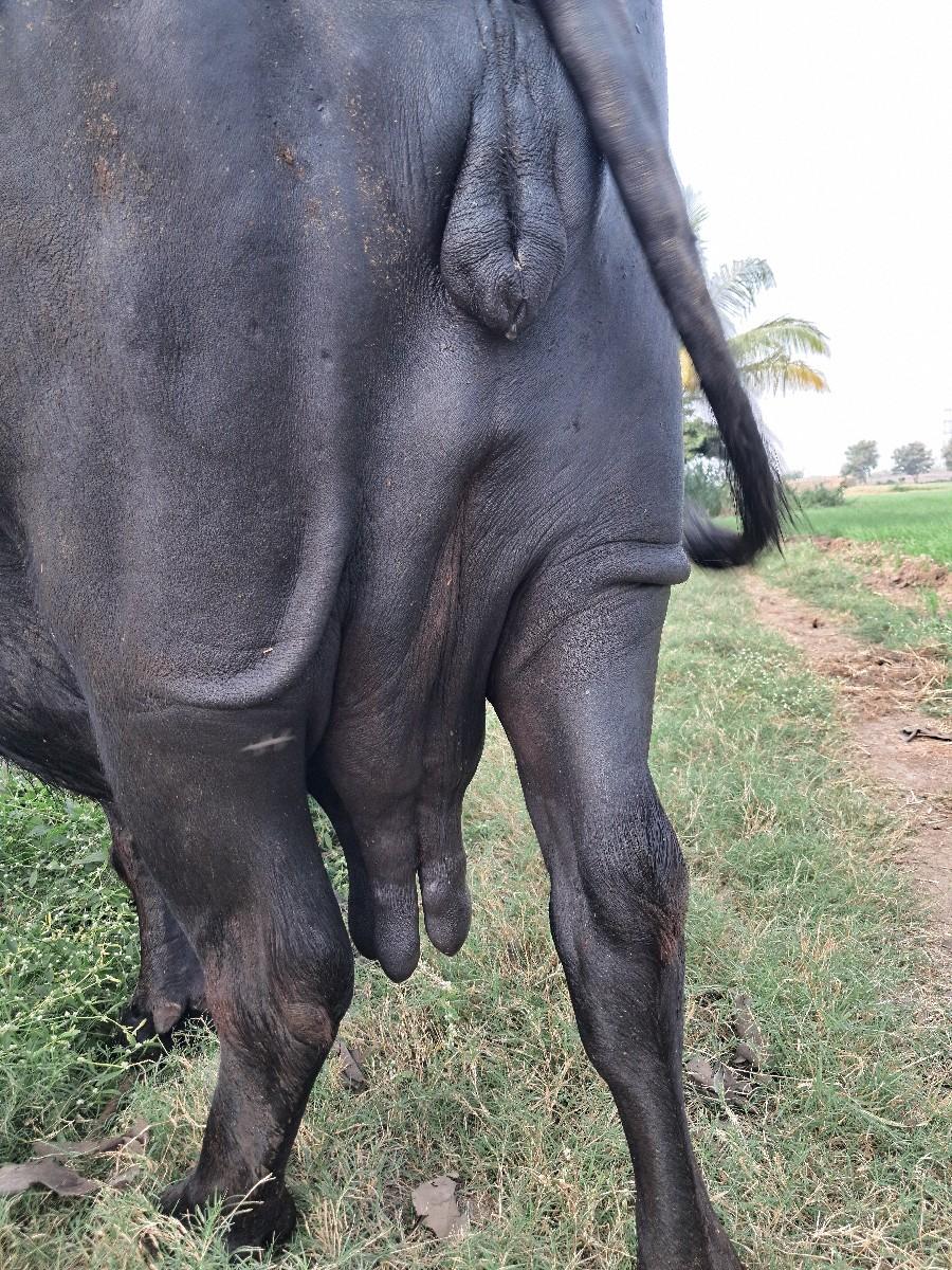 ભેંસ વેચાણ