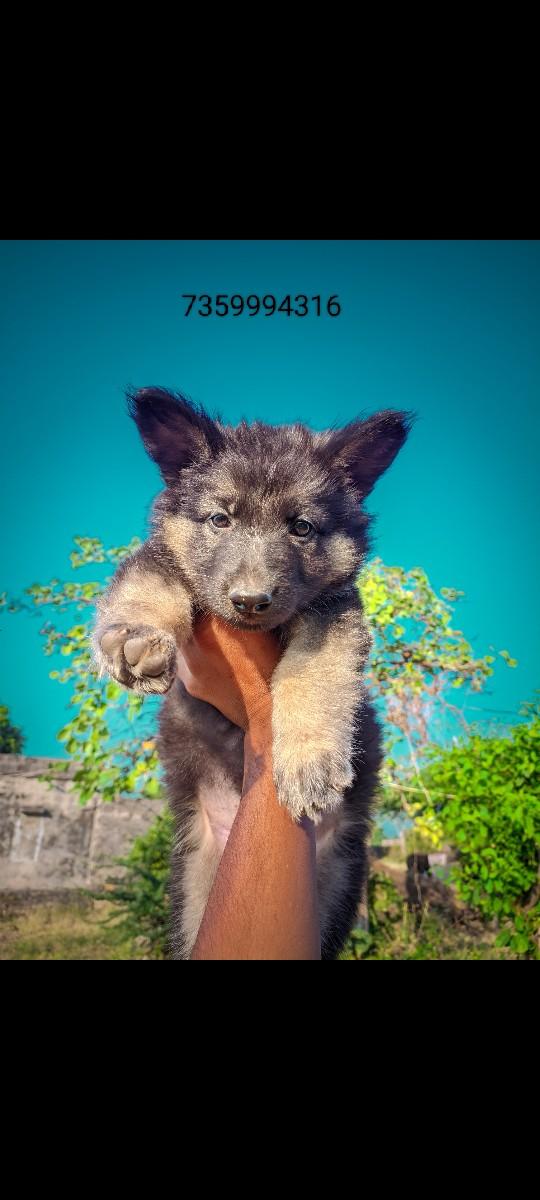 જર્મન શેફર્ડ  વેચવાના છે  ફીમેલ