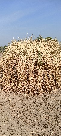 થંબનેલ 1