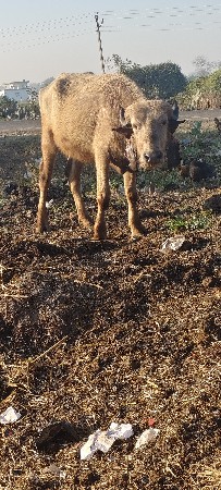 થંબનેલ 2