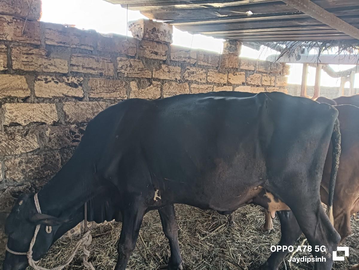 બીજુ વેતર ગાય વેચવા ની છે