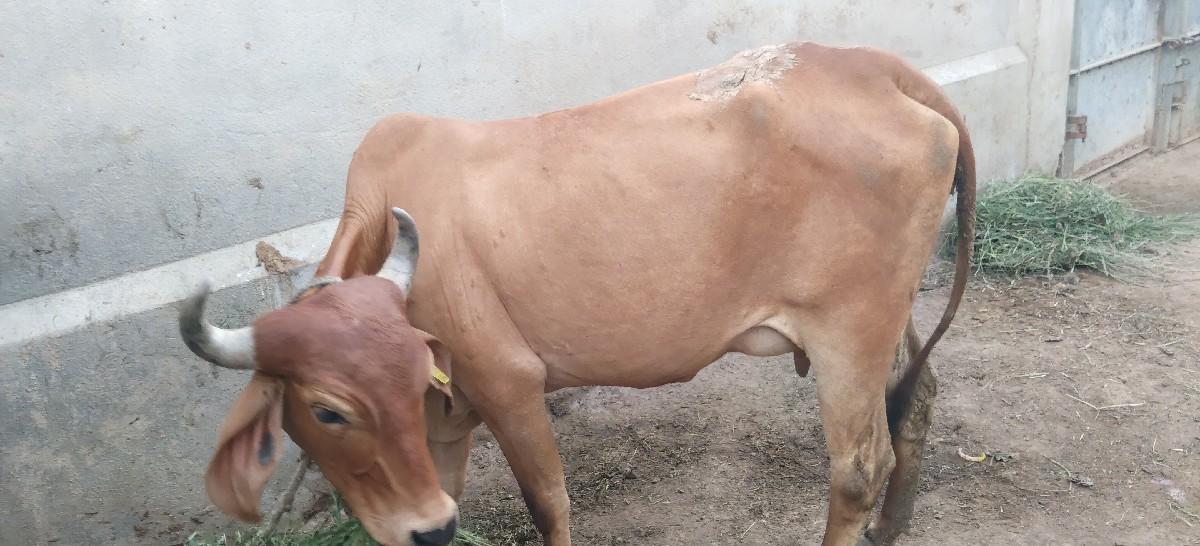 ગયા વેચવાની સે