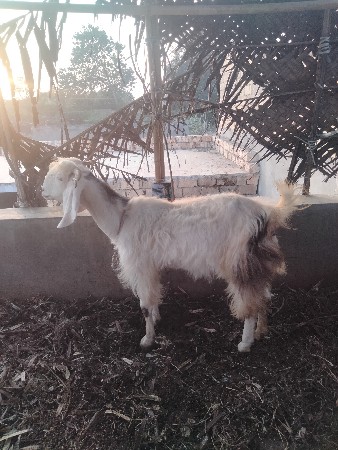 બકરી વેચવાની છે