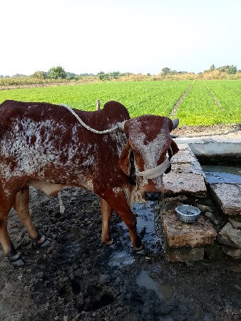 થંબનેલ 3