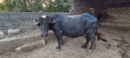 ભેંસ વેચવાની છે