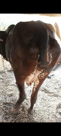 ગાય વેચવાની છે ગીર કોષ છે