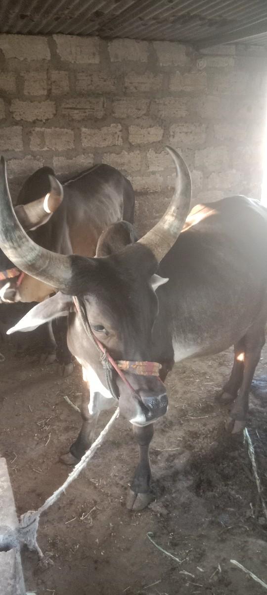 थंबनेल 2