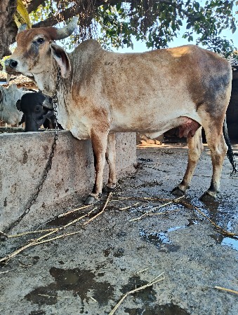 થંબનેલ 3